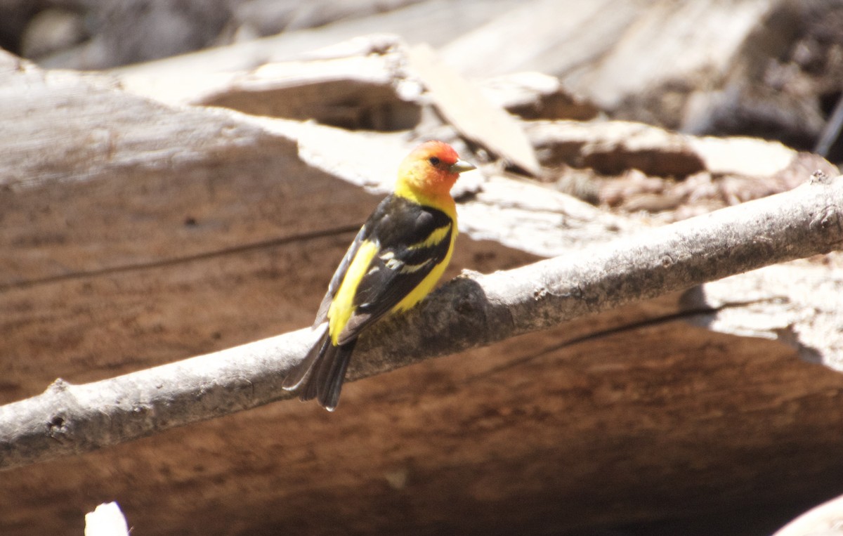 Western Tanager - ML594488571
