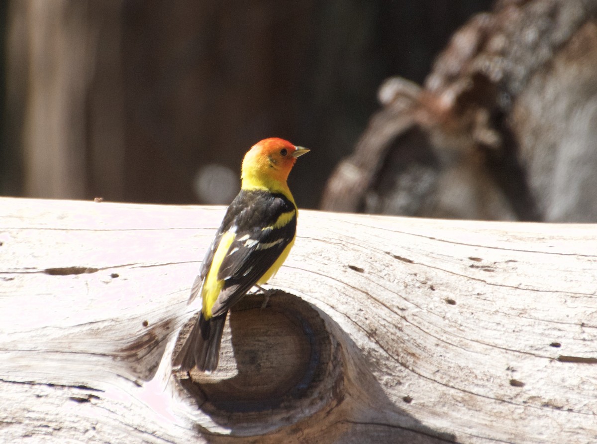 Western Tanager - ML594488591