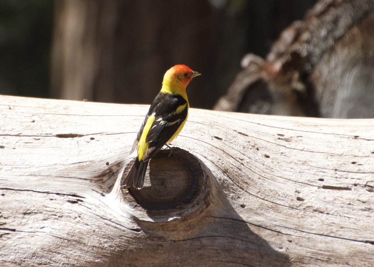 Western Tanager - ML594488631