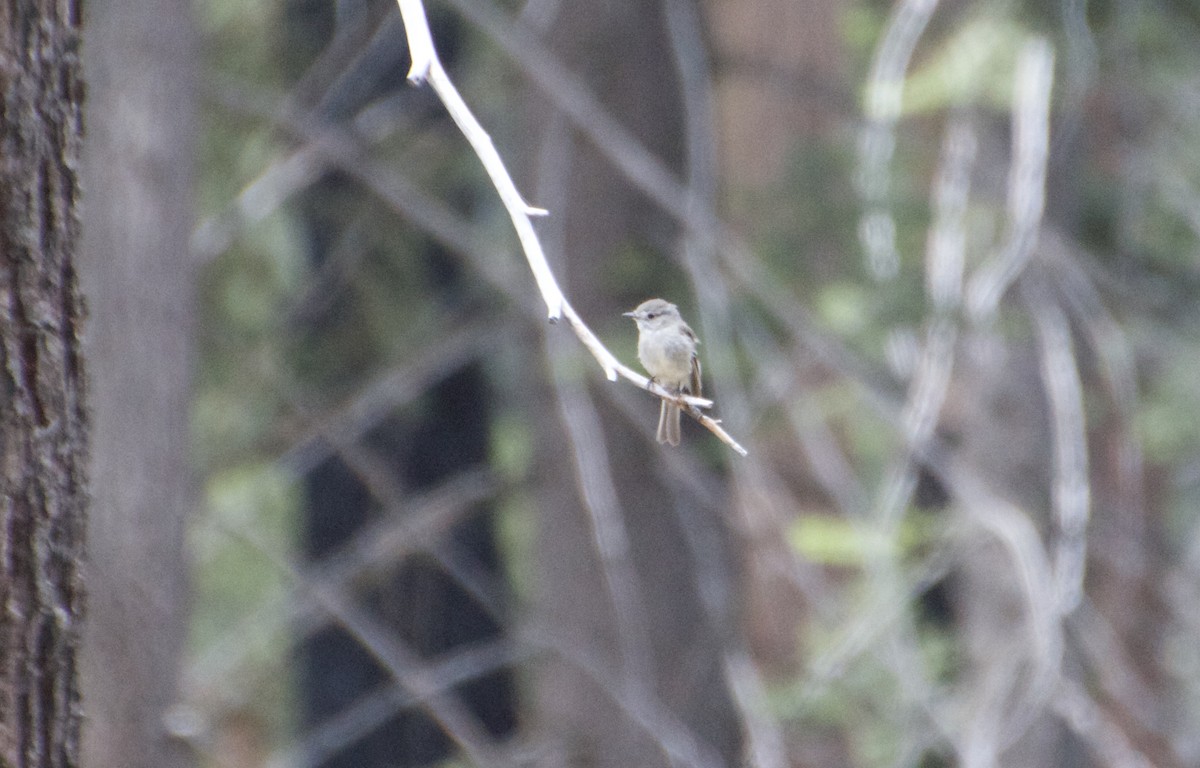 Dusky Flycatcher - ML594488691