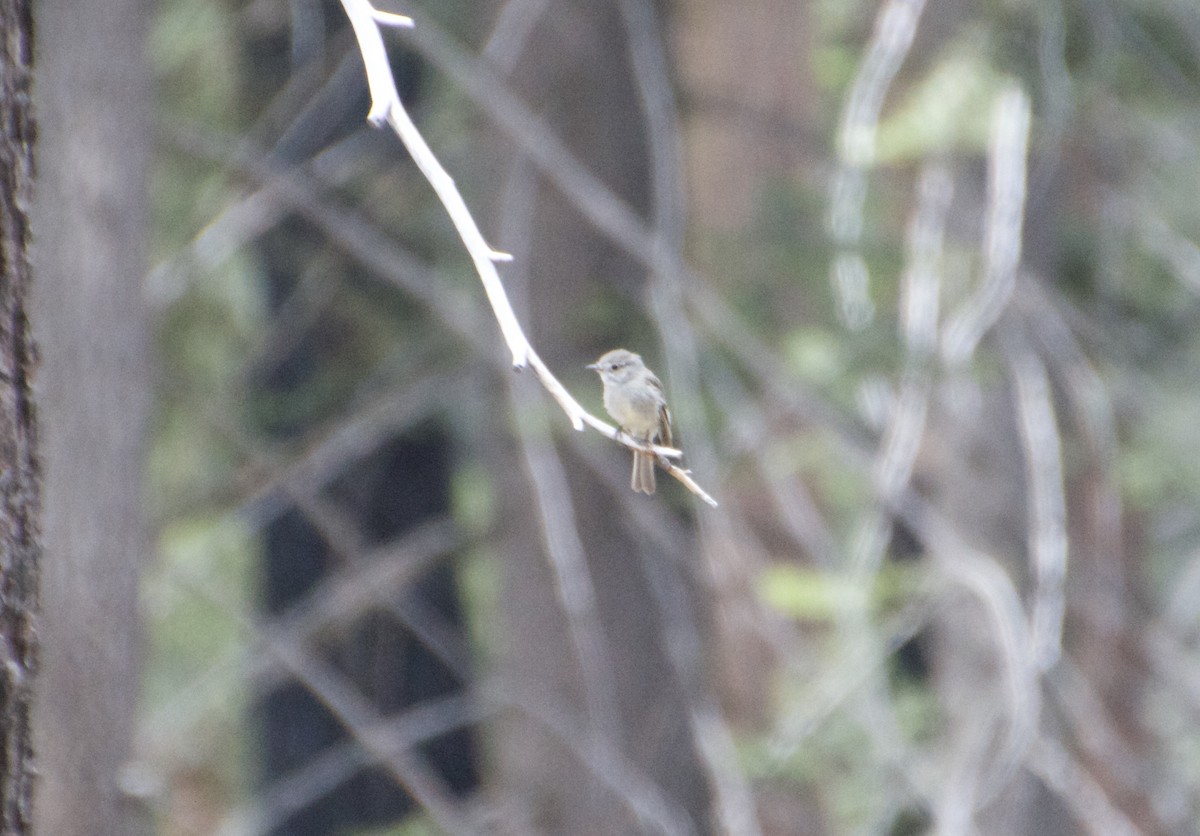 Dusky Flycatcher - ML594488711