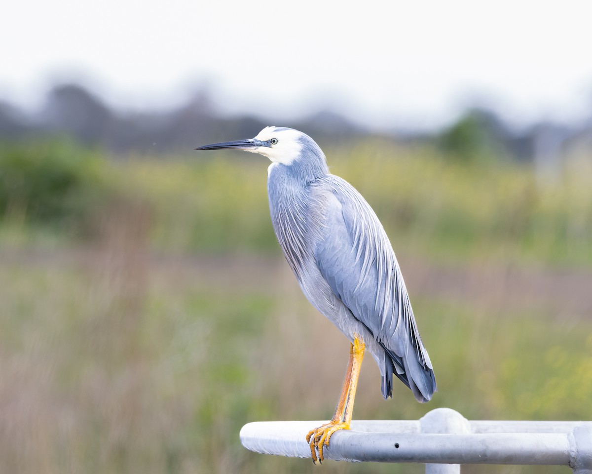 White-faced Heron - ML594489481