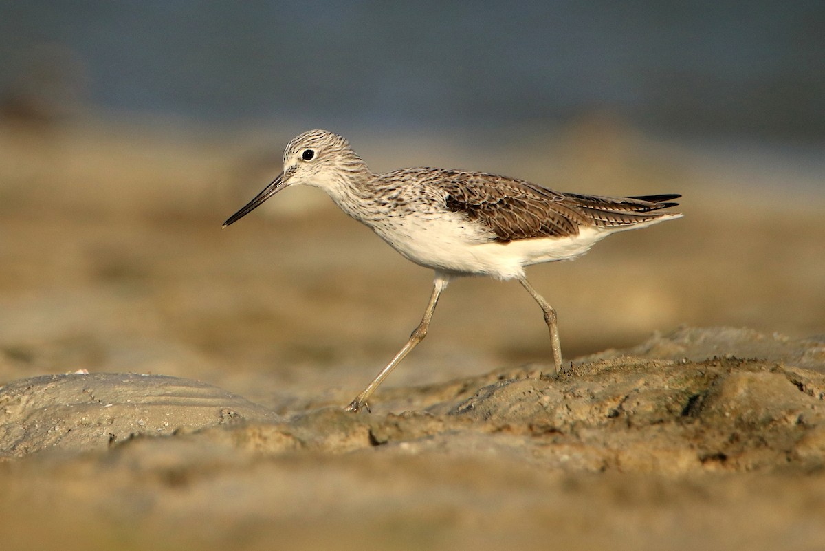 Common Greenshank - ML594489651