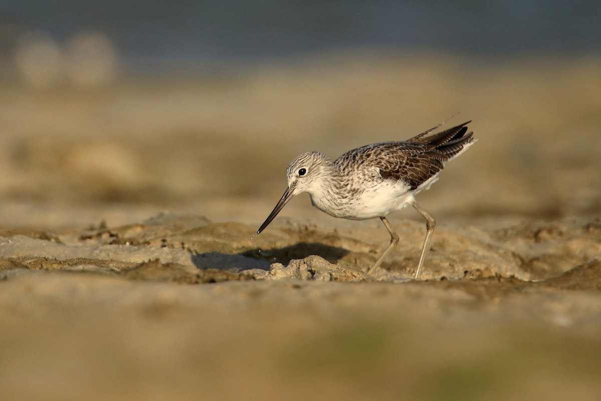 Common Greenshank - Magdalena Jędro