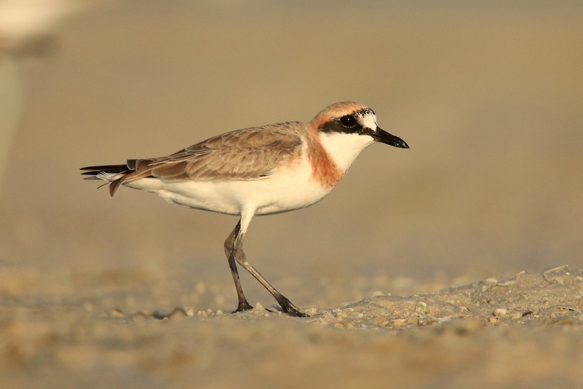 Greater Sand-Plover - Magdalena Jędro