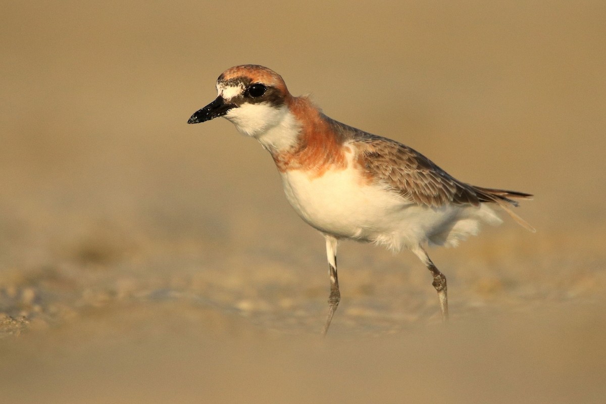 Greater Sand-Plover - Magdalena Jędro