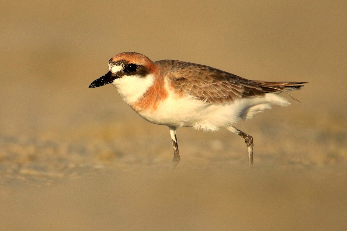 Greater Sand-Plover - Magdalena Jędro