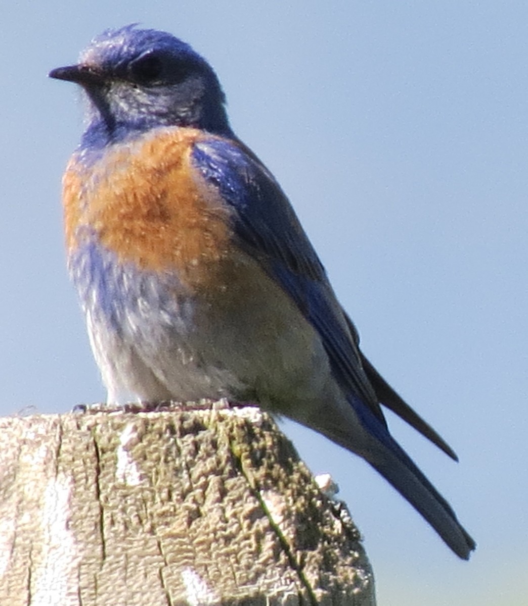 Western Bluebird - Denise Hughes