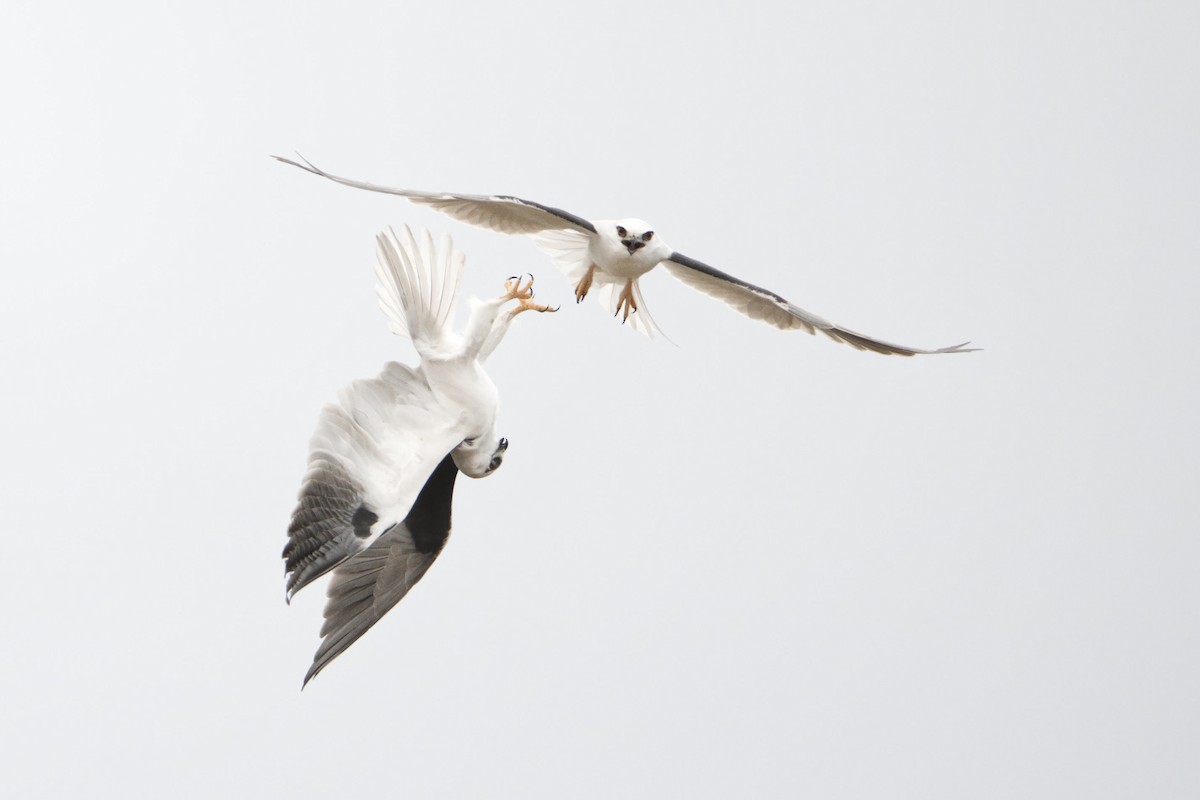 Black-shouldered Kite - ML594490771