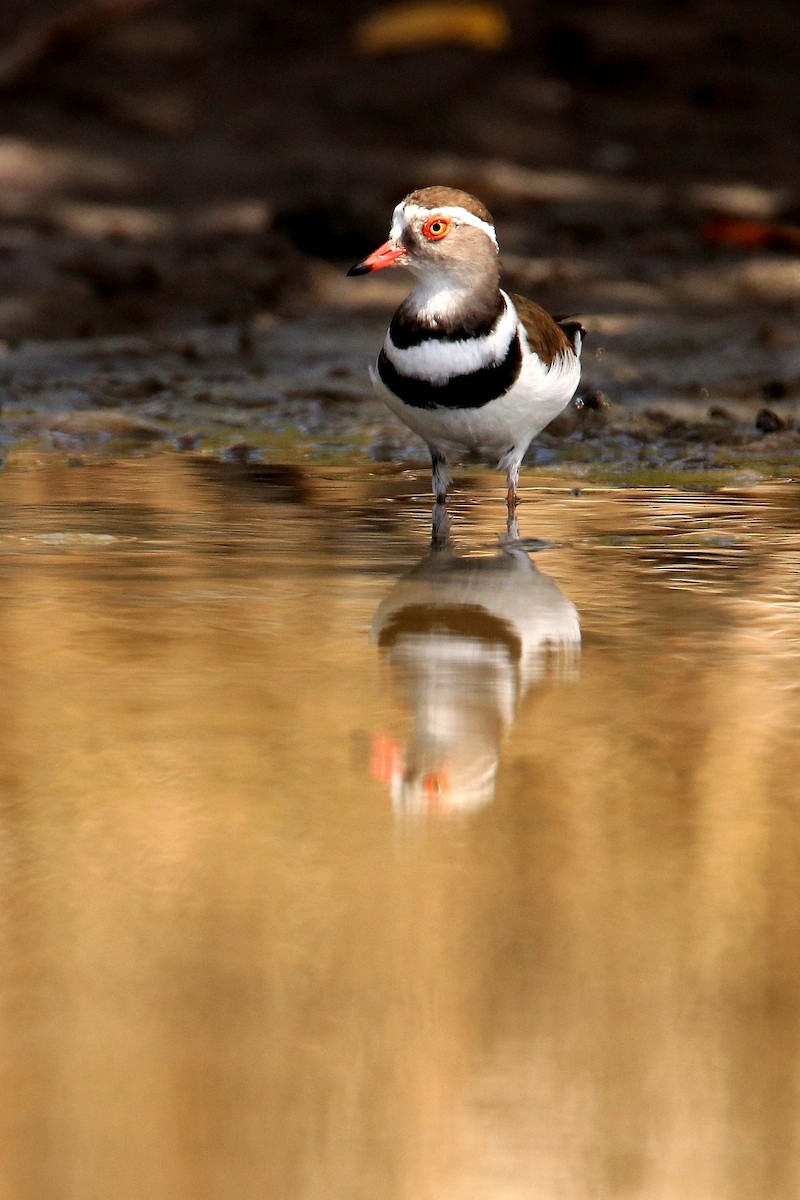 Three-banded Plover - ML594490881