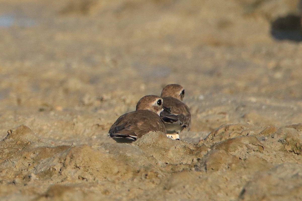 Charadriiformes, unbestimmt - ML594491151