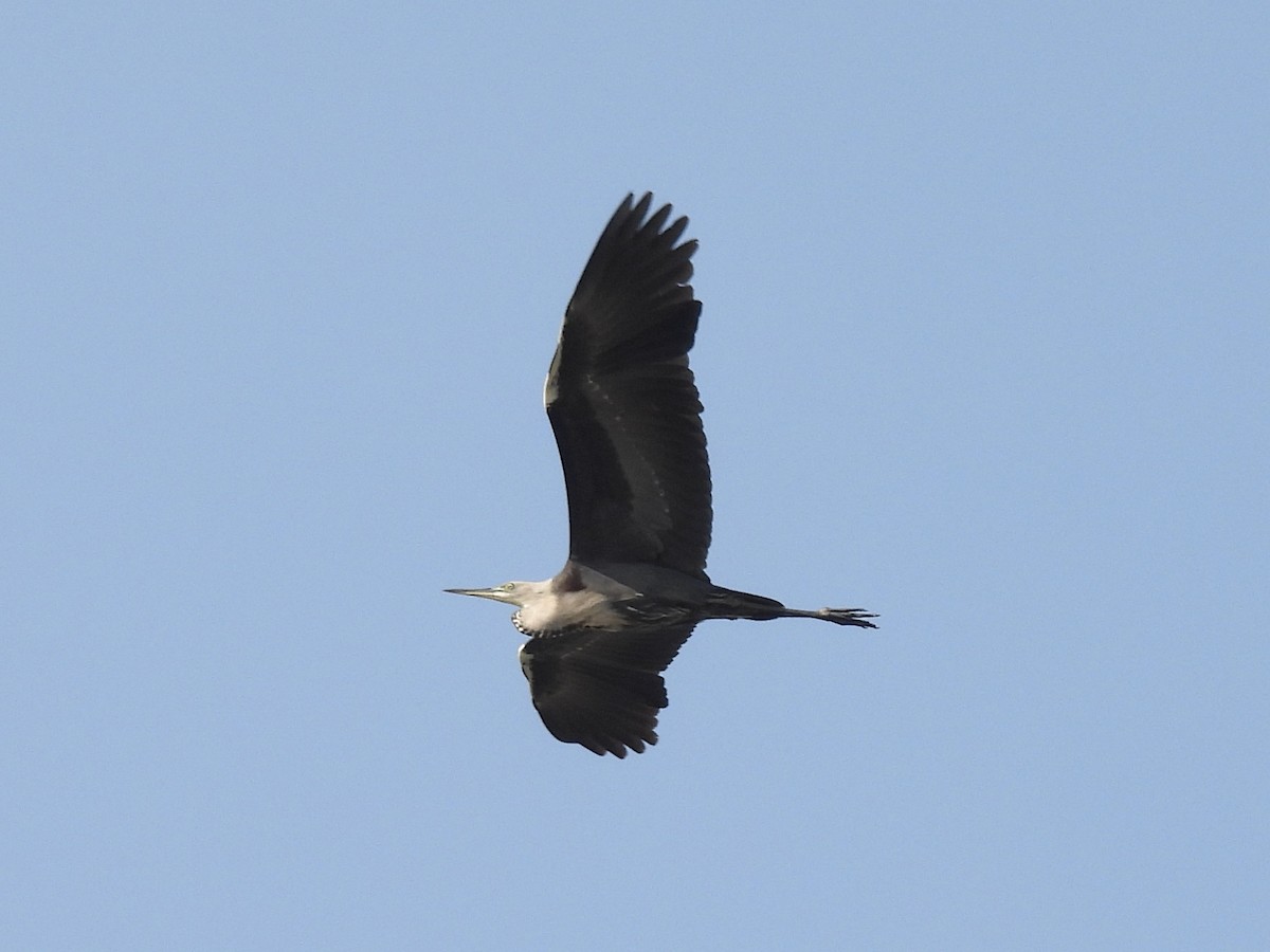 Garza Cuelliblanca - ML594491341