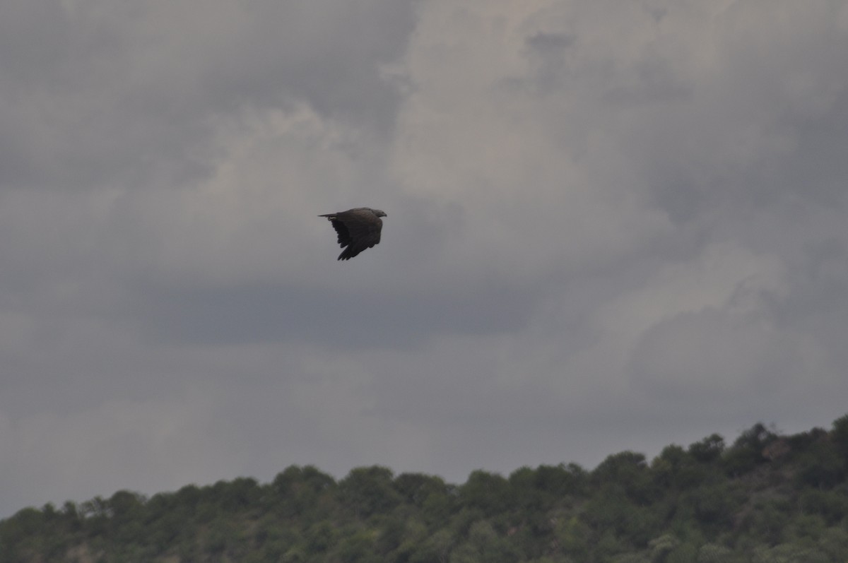 Lesser Fish-Eagle - ML594491351