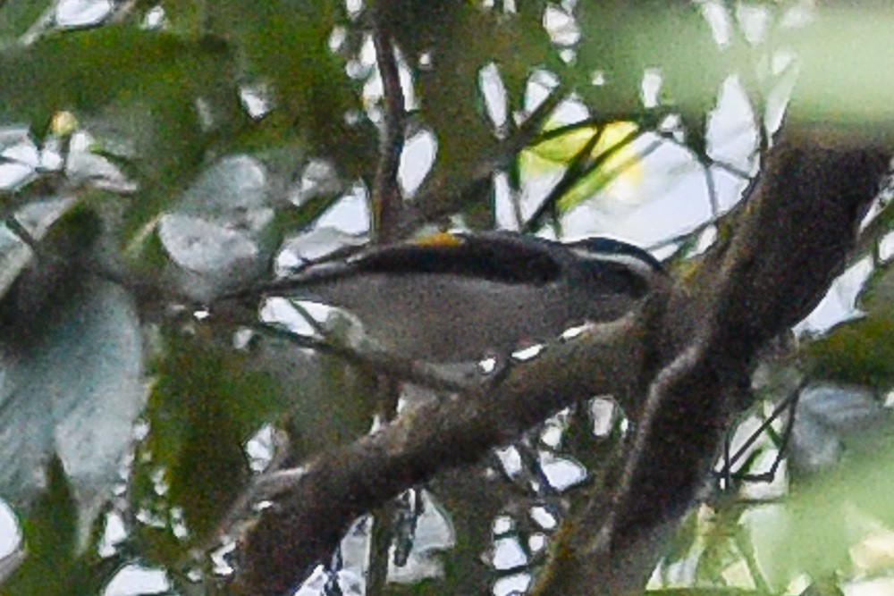 White-browed Shrike-Babbler (Gray-breasted) - ML594492921