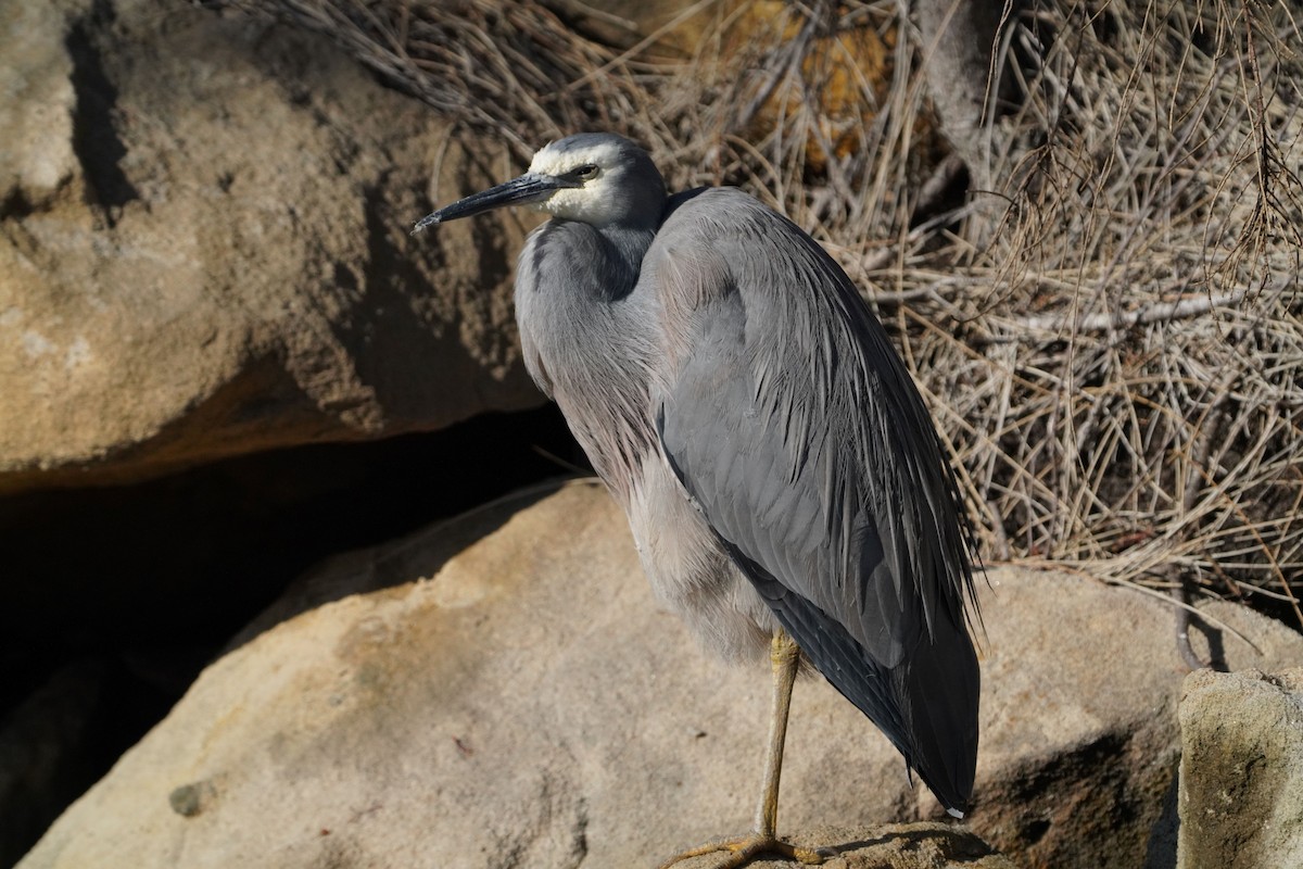 White-faced Heron - ML594493311