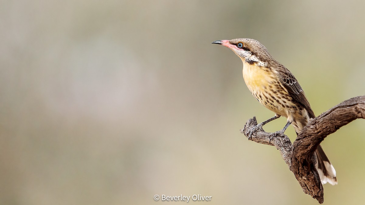 Spiny-cheeked Honeyeater - Beverley Oliver