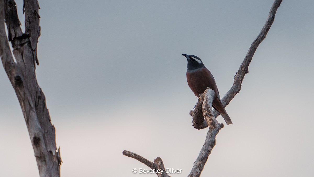 White-browed Woodswallow - ML594494241