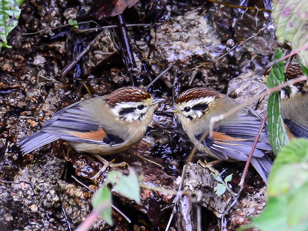 Rufous-winged Fulvetta - ML594494251