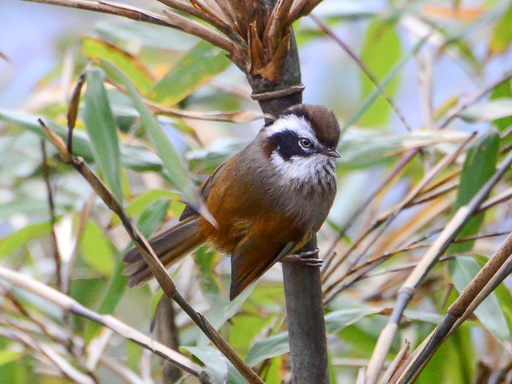 White-browed Fulvetta - ML594494571