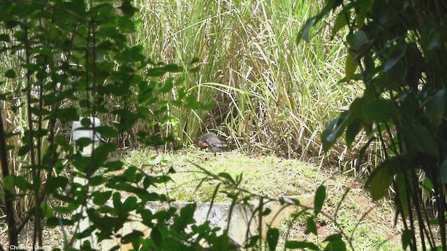 Slaty-breasted Rail - ML594494701