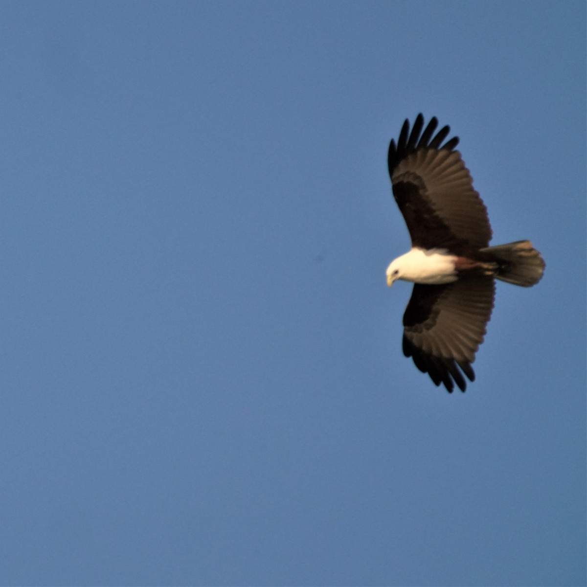 Brahminy Kite - ML594494801