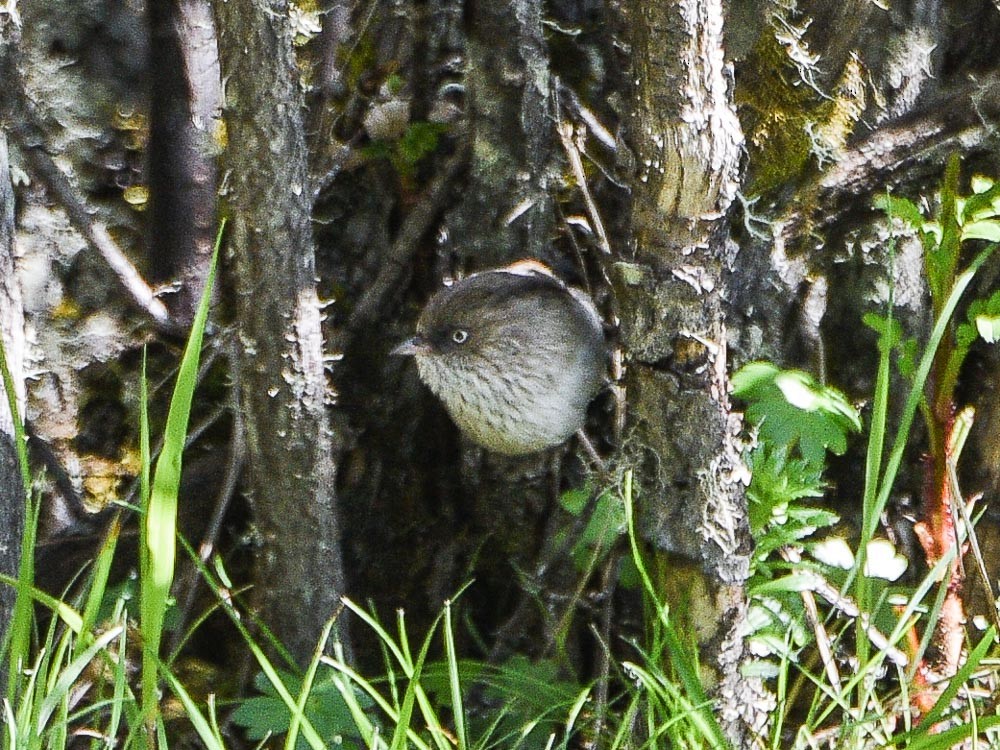 Chinese Fulvetta - Xueping & Stephan Popp