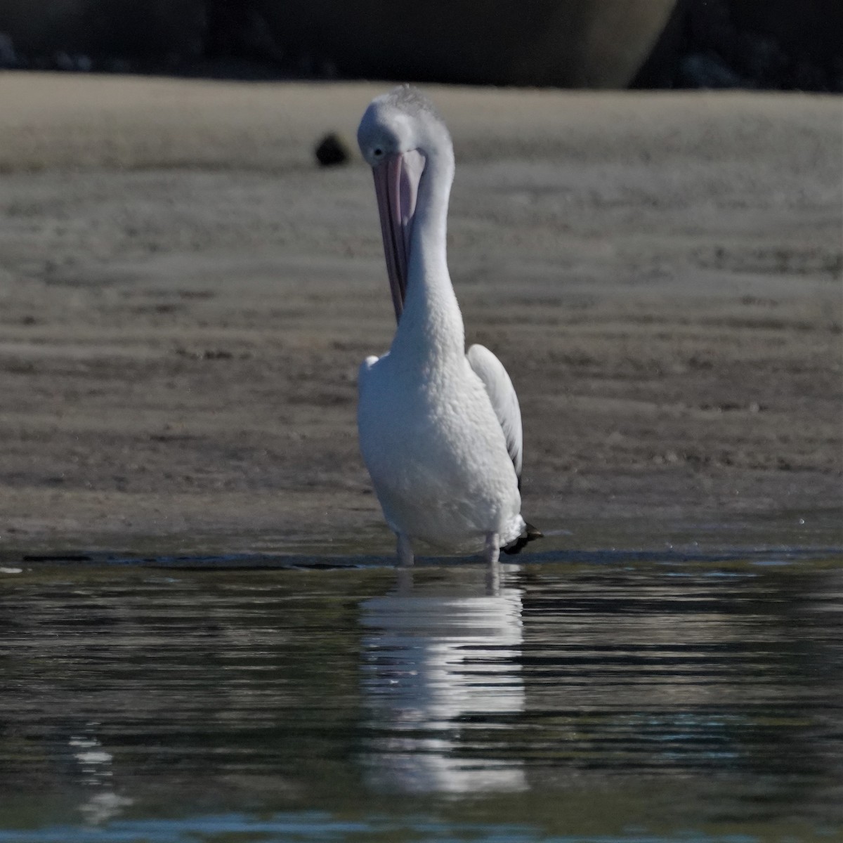 pelikán australský - ML594495441