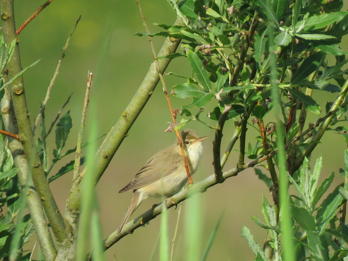 Marsh Warbler - ML594496331