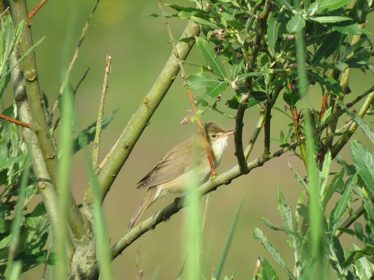 Marsh Warbler - Juan Brown