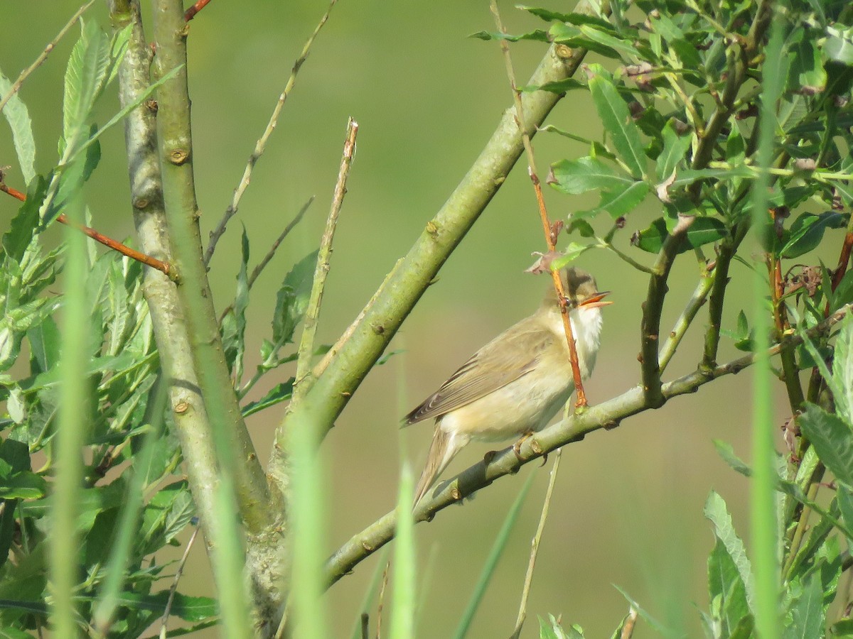 Marsh Warbler - Juan Brown