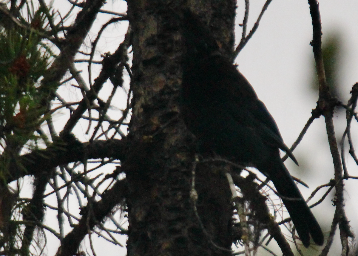 Steller's Jay - ML594496501