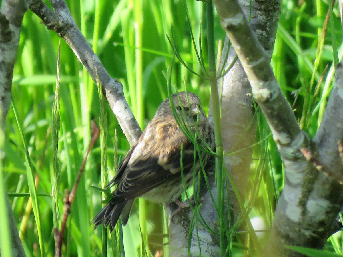 Redpoll (Common) - ML594496511