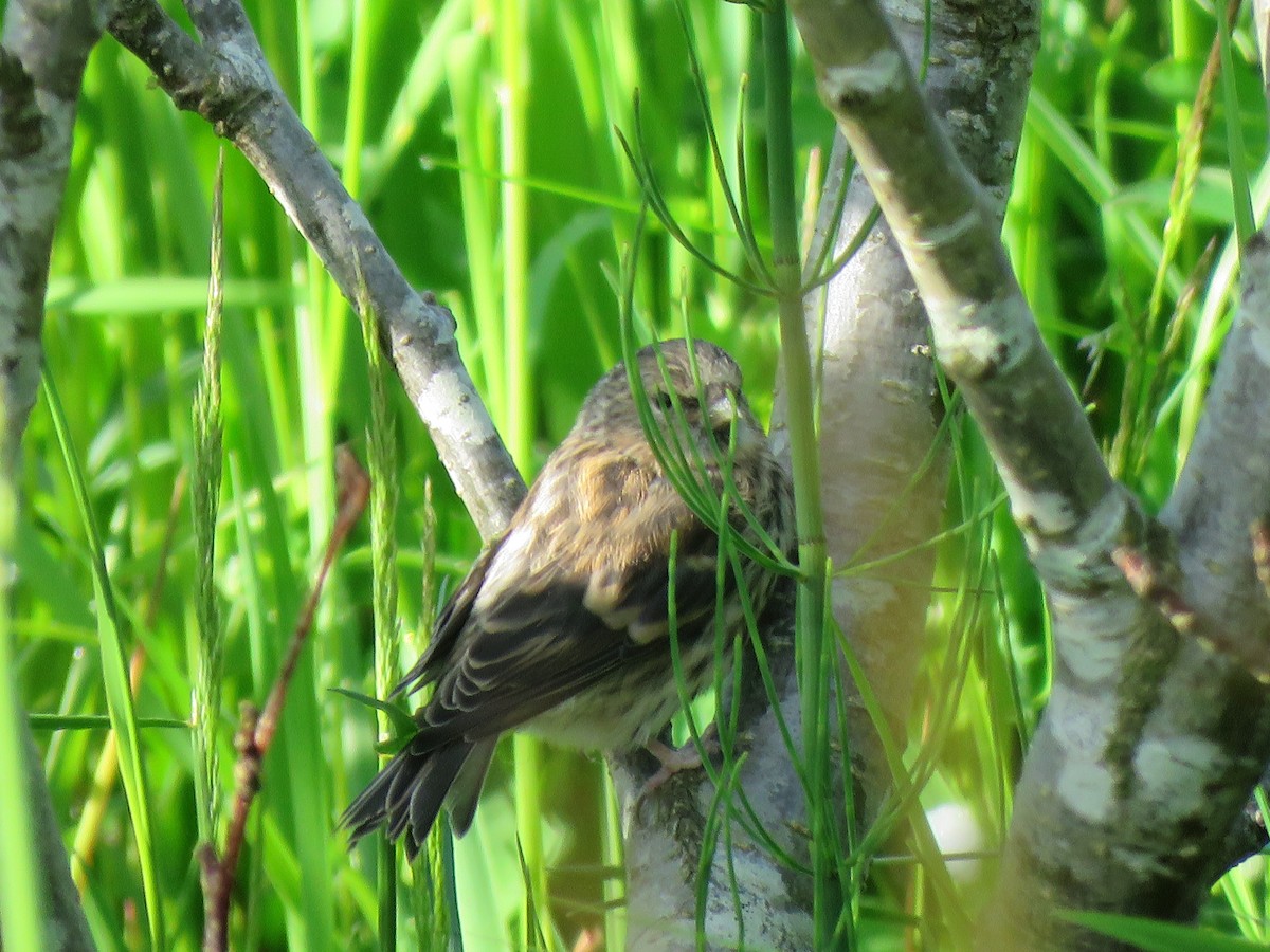 Common Redpoll - ML594496511