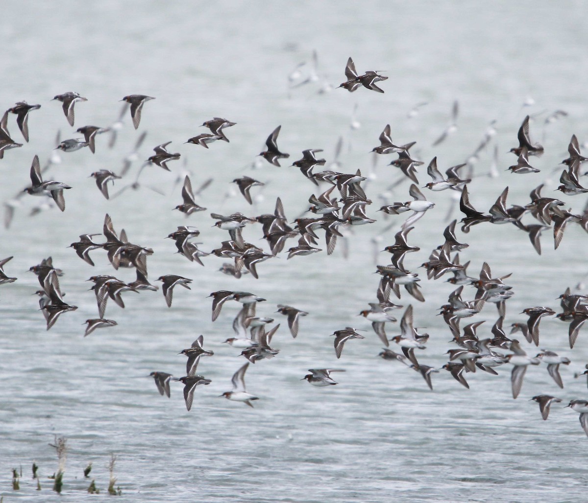 Red-necked Phalarope - ML594496811