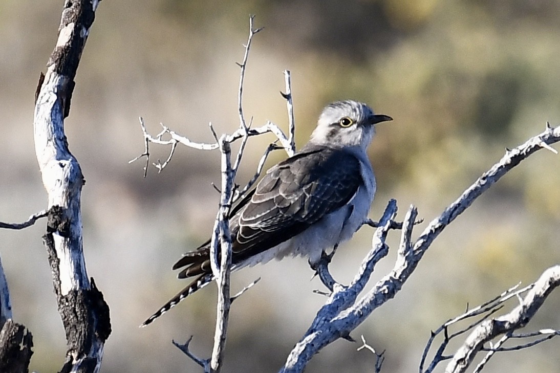 Cuco Pálido - ML594497641