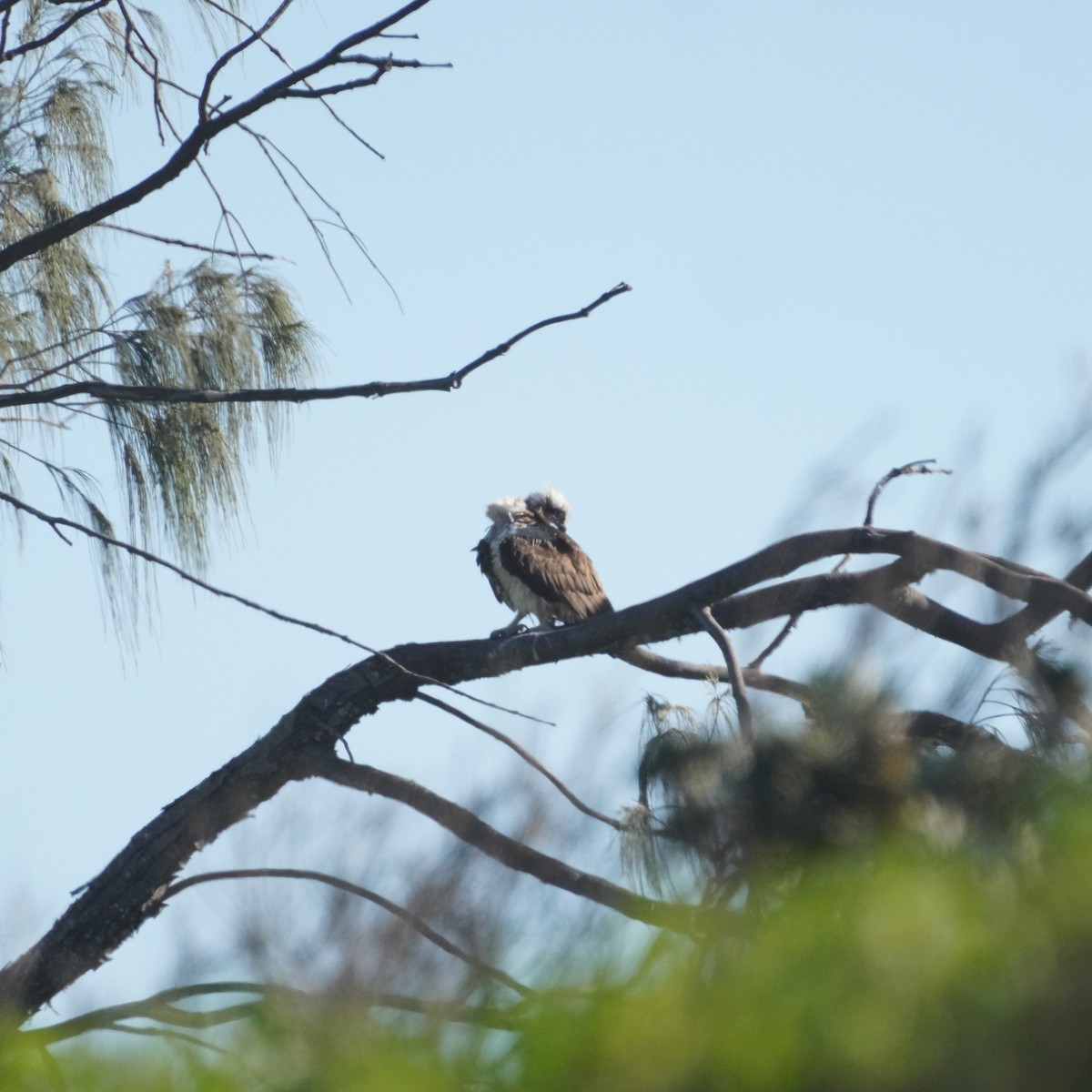 Osprey (Australasian) - May Britton