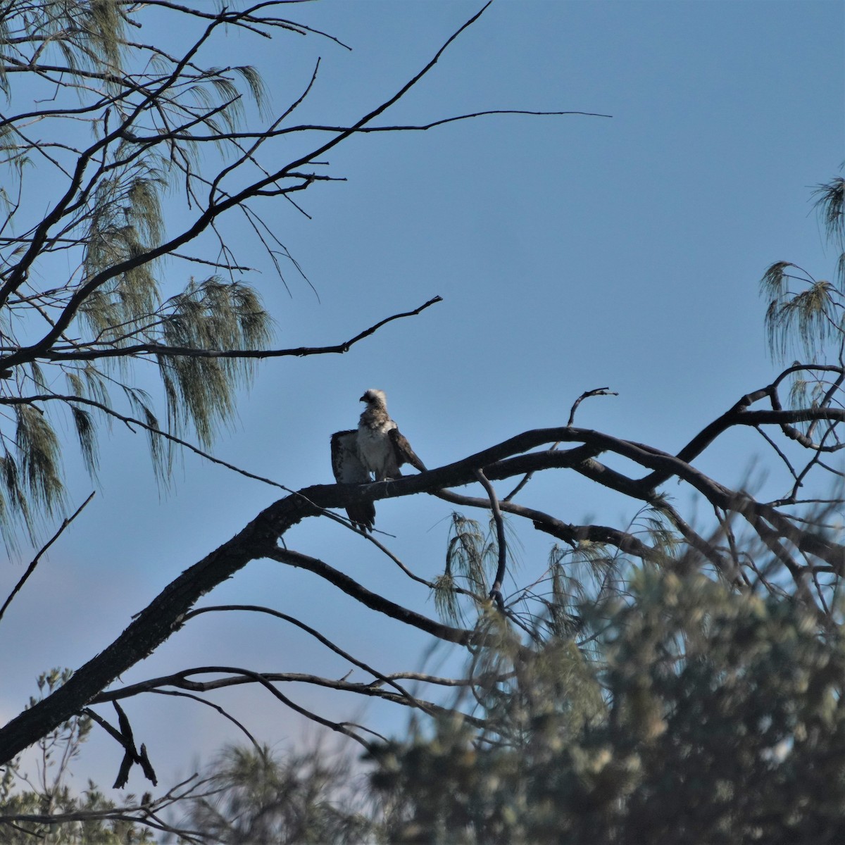 Osprey (Australasian) - May Britton