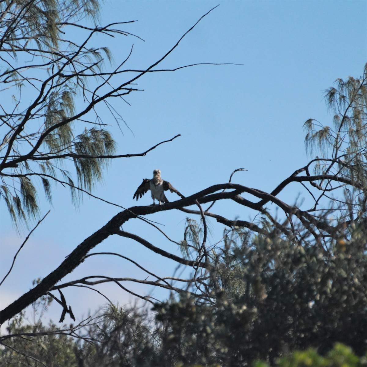 Osprey (Australasian) - May Britton
