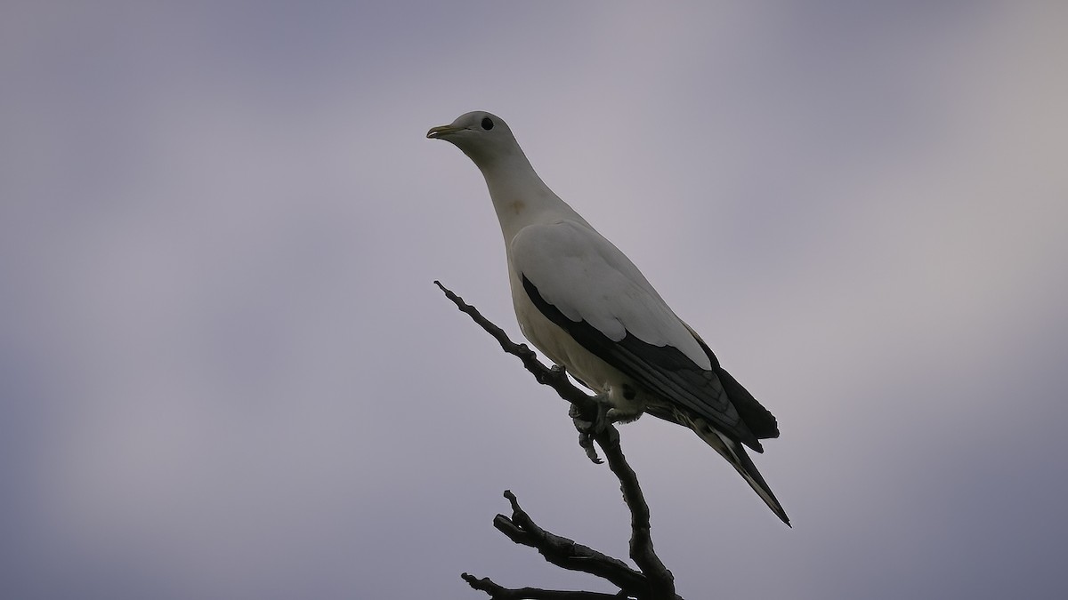 Torresian Imperial-Pigeon - ML594499381