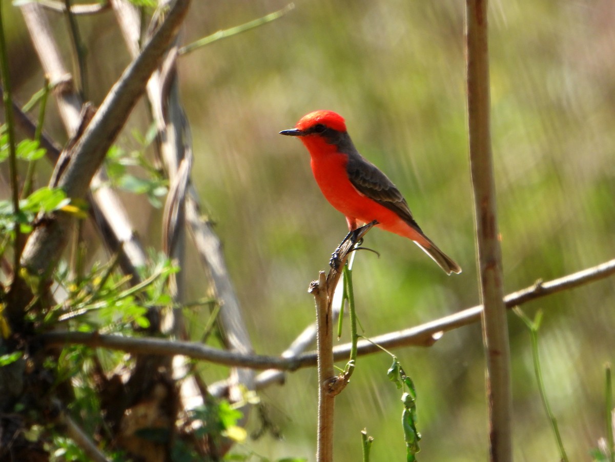 Vermilion Flycatcher - bob butler