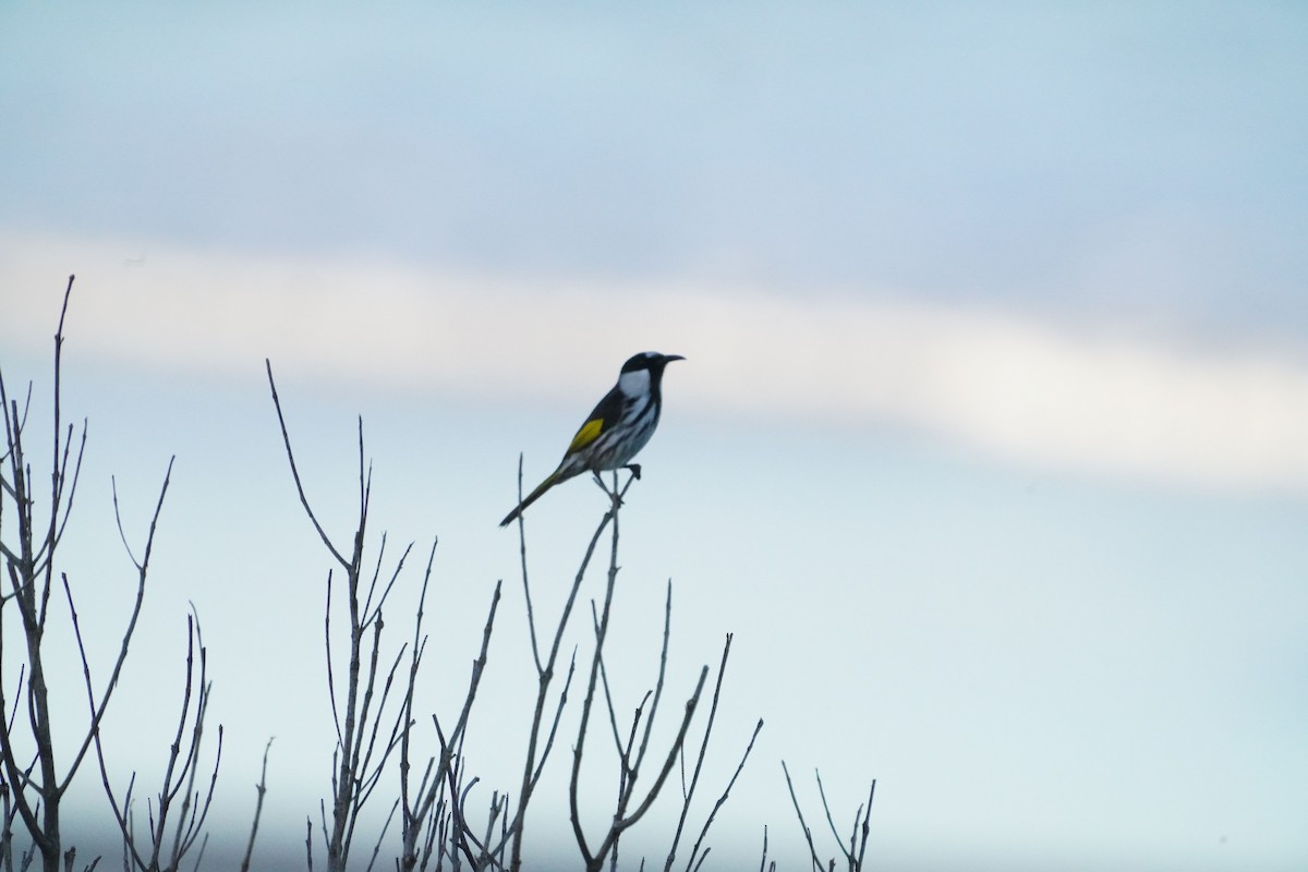 White-cheeked Honeyeater - ML594500571