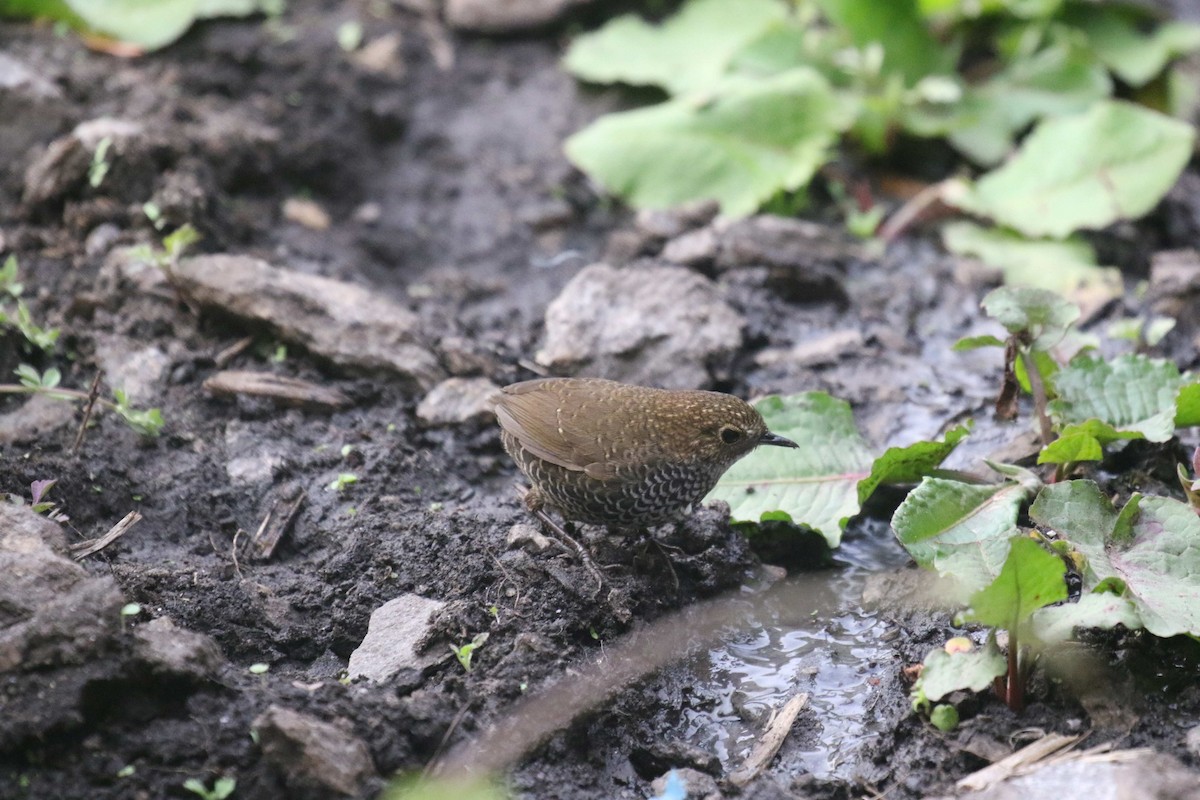 Scaly-breasted Cupwing (Himalayan) - Bassel Abi Jummaa