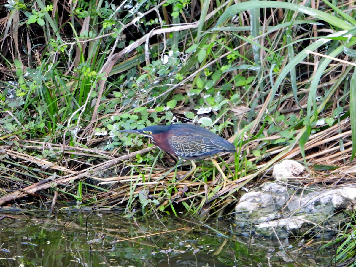 Green Heron - ML594501071