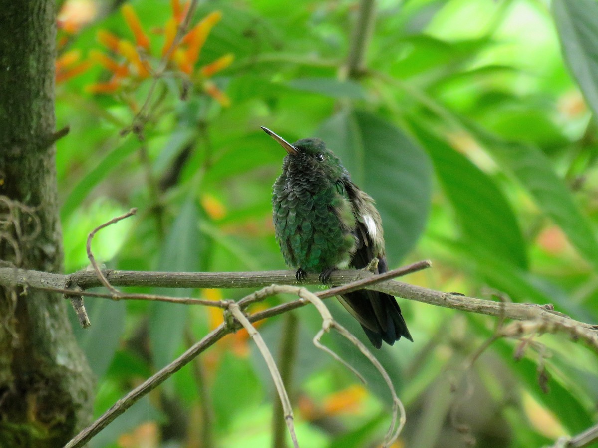 Blue-vented Hummingbird - ML59450121