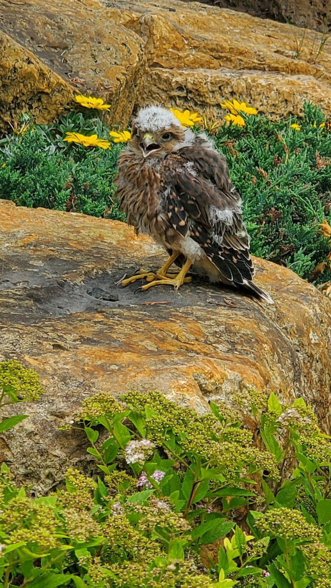 Swainson's Hawk - ML594501721