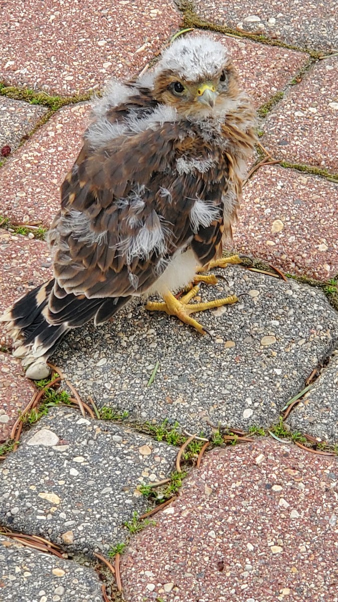 Swainson's Hawk - ML594501731