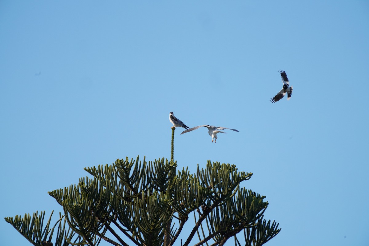 Black-shouldered Kite - ML594503521