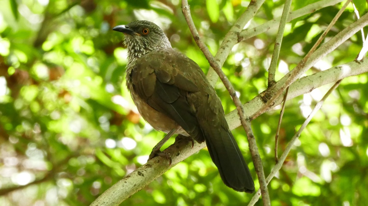 Arrow-marked Babbler - ML59450371