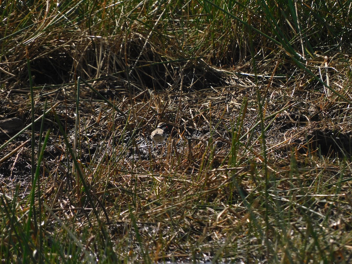 Black-fronted Dotterel - ML594504681