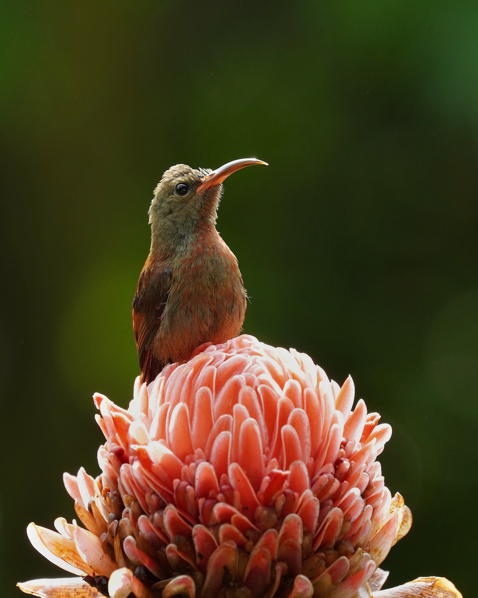 Magnificent Sunbird - Vince Patrick Tarrosa